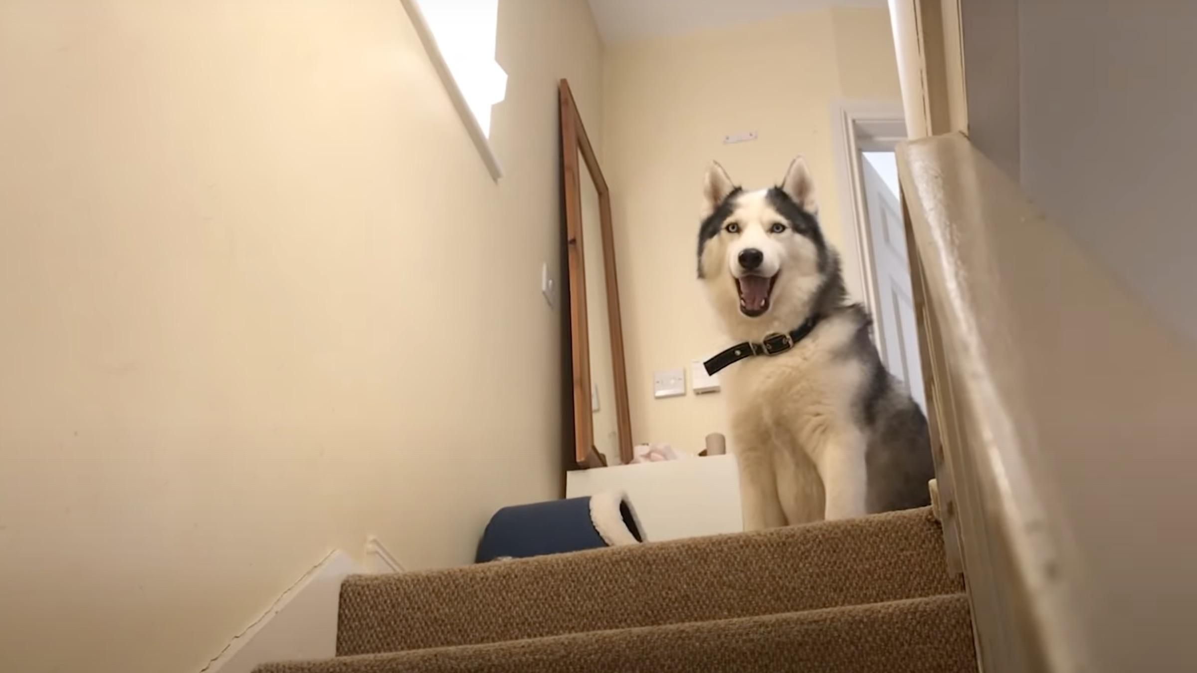 Любить пустувати: як хаскі вмовляли спуститися сходами на перший поверх - Pets