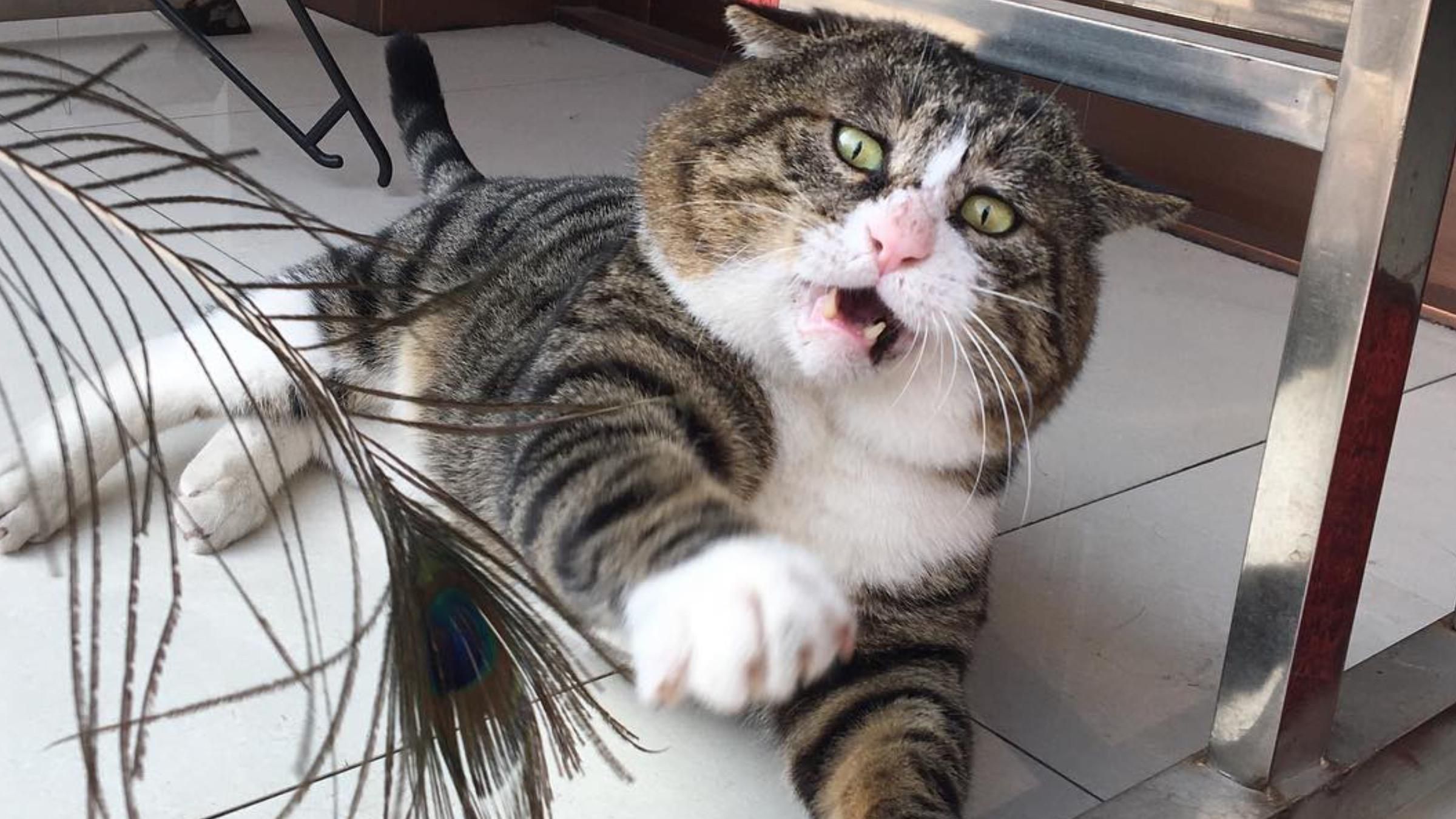 Кот с удивительной мимикой: почему из его фотографий в соцсетях делают мемы - Pets