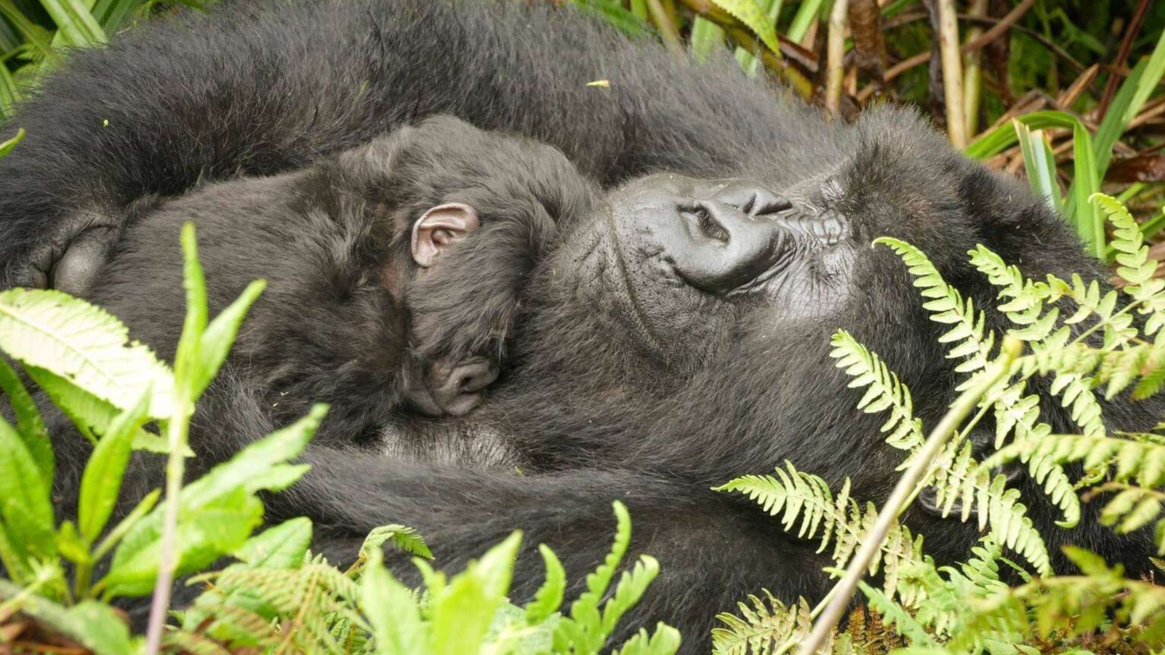 Горилла решила позаботиться о чужом ребенке: трогательное видео - Pets Горилла решила позаботиться о чужом ребенке: трогательное видео - Pets