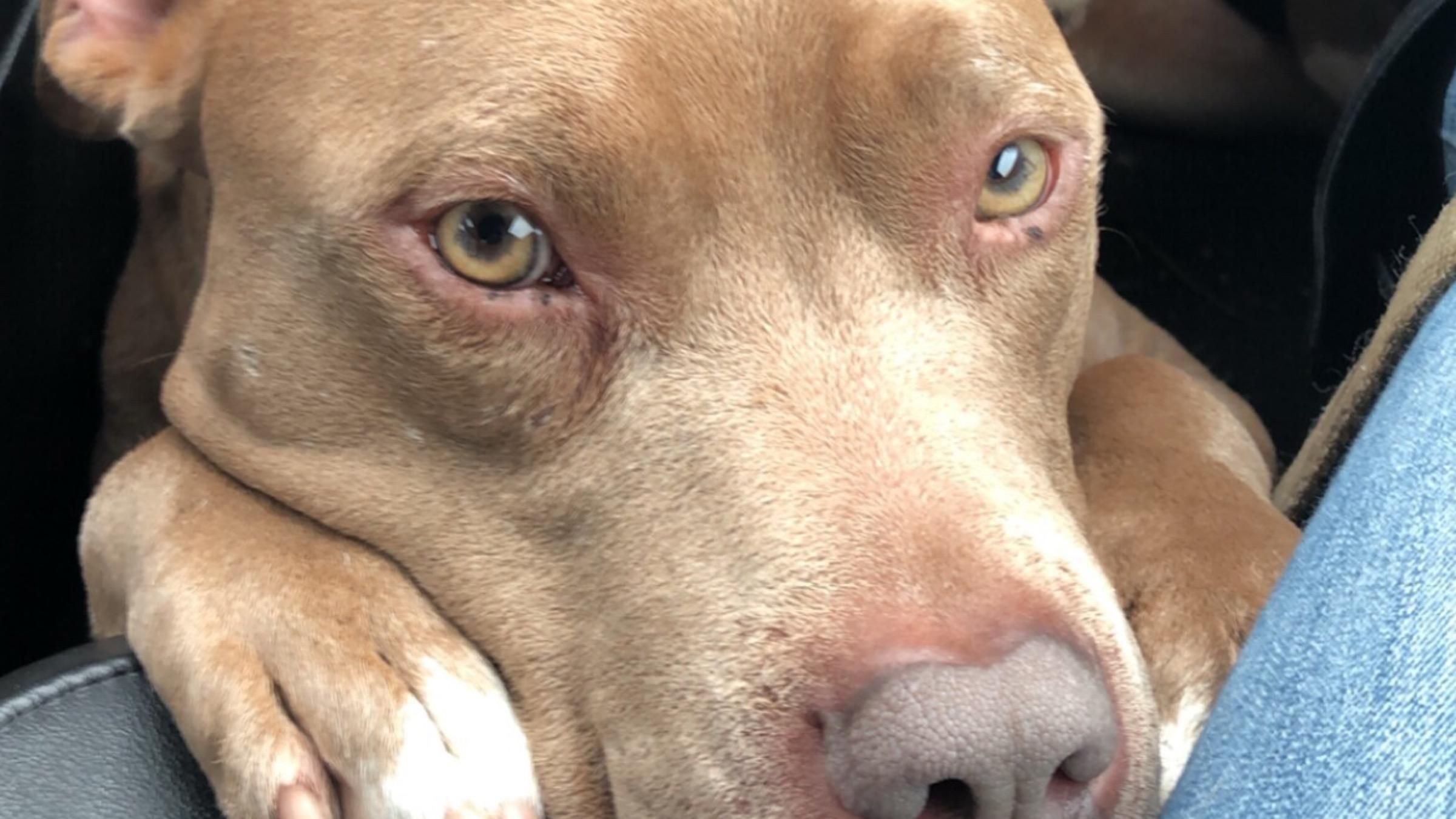 Хозяйка нашла своего пса, которого похитили грабители: щемящее видео встречи - Pets Хозяйка нашла своего пса, которого похитили грабители: щемящее видео встречи - Pets