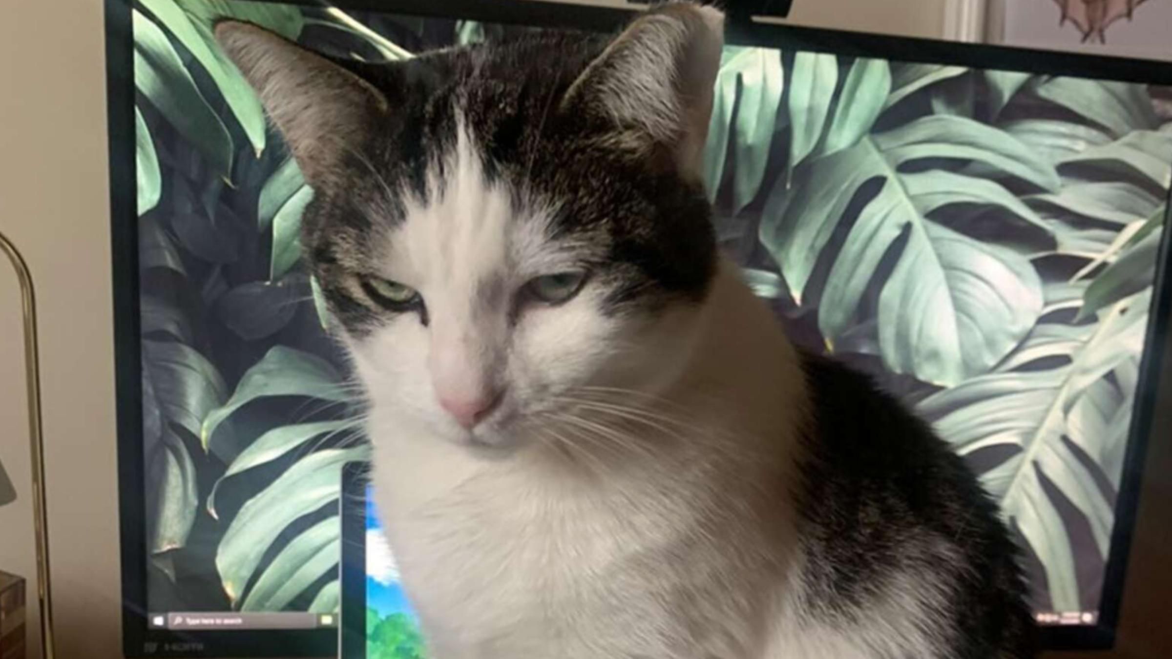 Працівниця місяця: кішка відправляла смішні повідомлення колегам господині - Pets Працівниця місяця: кішка відправляла смішні повідомлення колегам господині - Pets