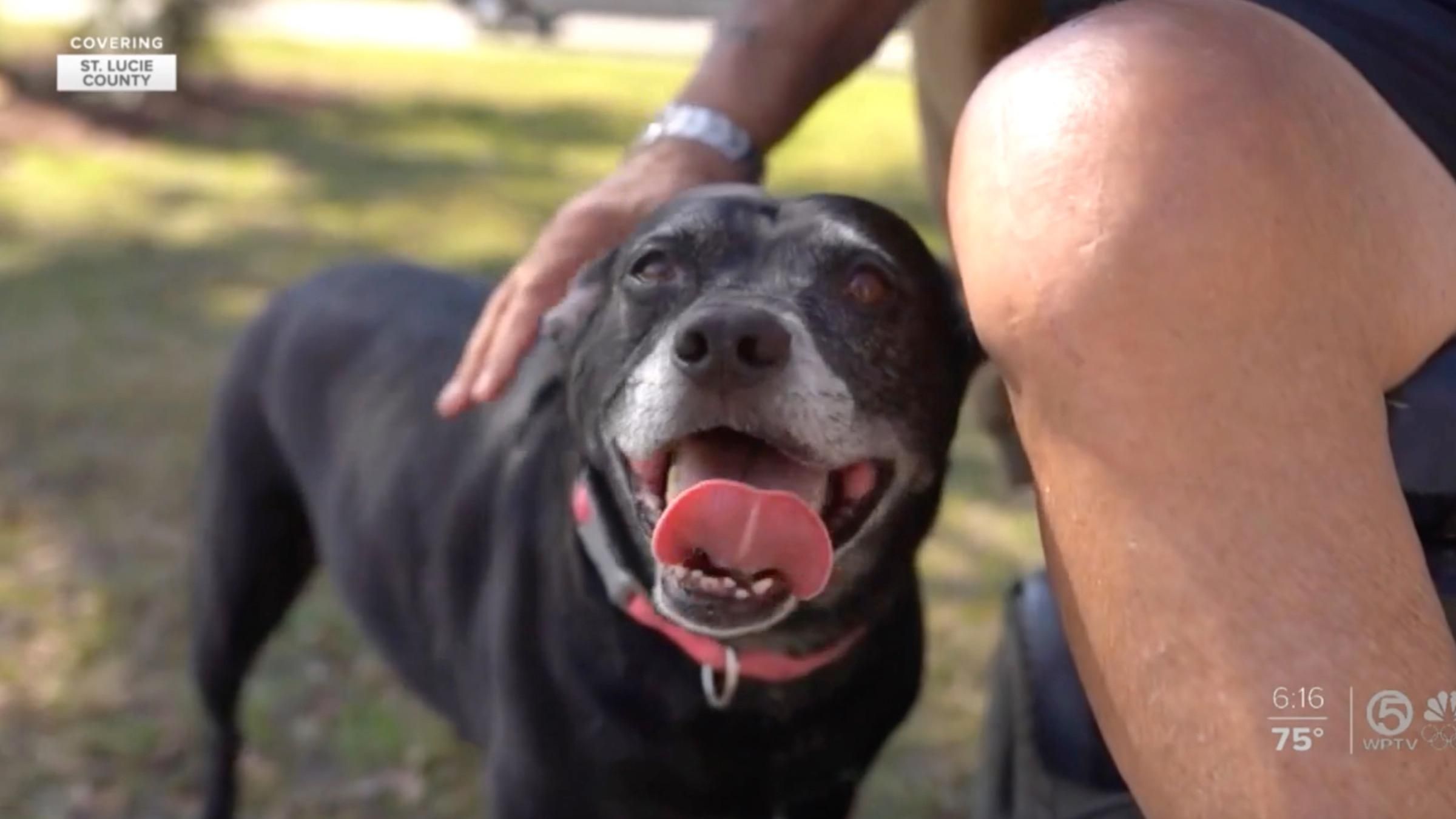 Скотився в озеро на інвалідному візку: як собака зміг врятувати господаря - Pets