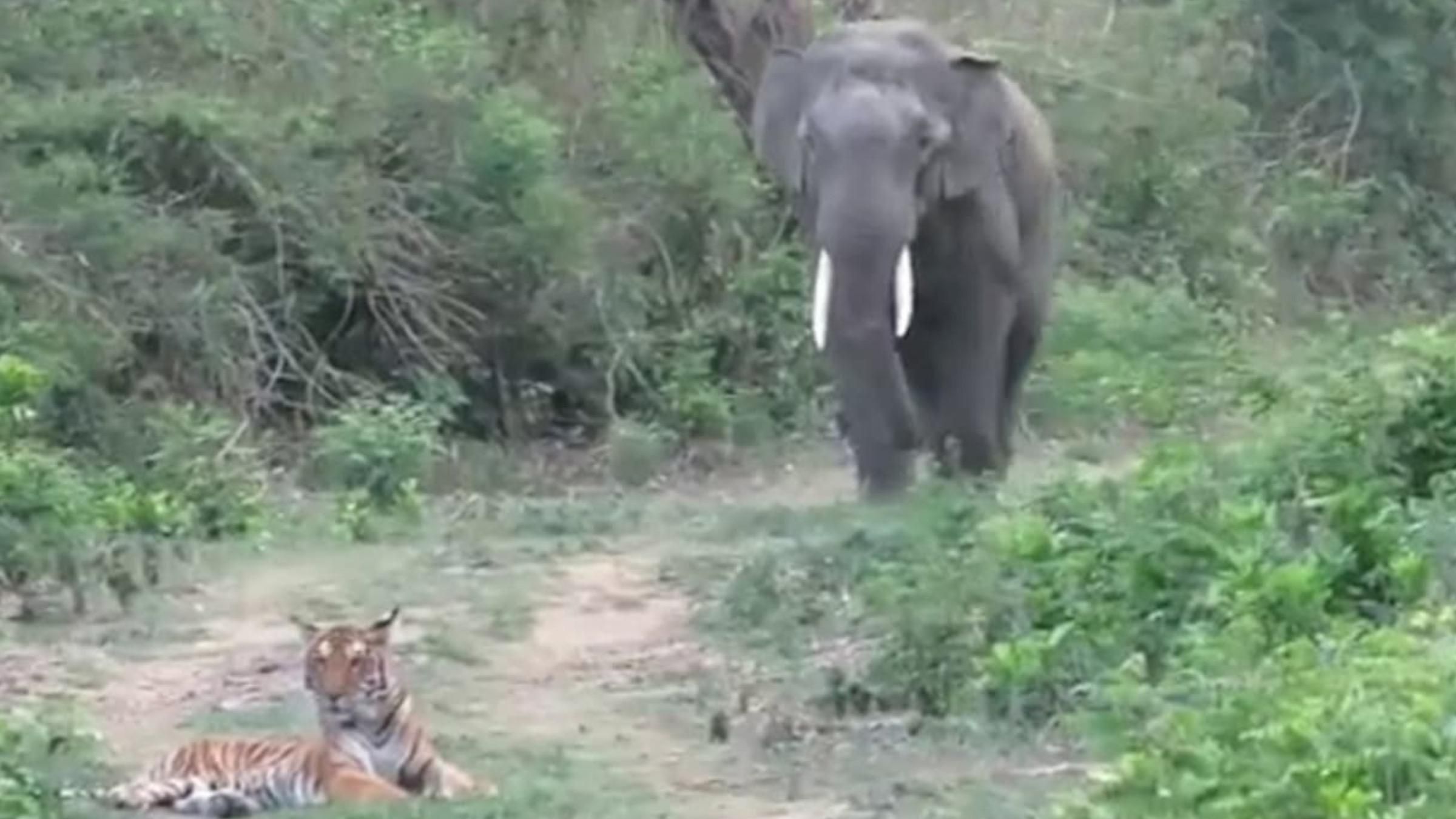 Тигр испугался и убежал от слона: видео поступка хищника - Pets
