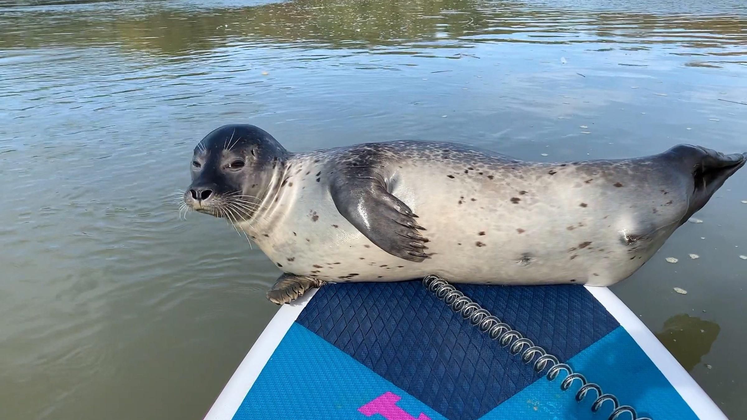 Заскочив на дошку під час сплаву: чоловік опублікував відео з тюленем - Pets