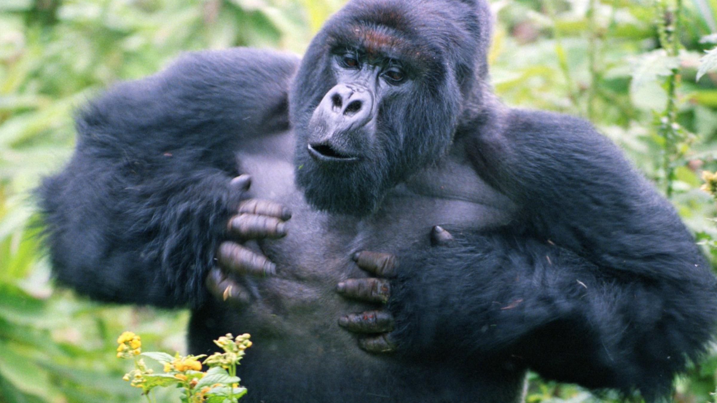 Останавливают или провоцируют конфликт: зачем гориллы бьют себя в грудь - Pets