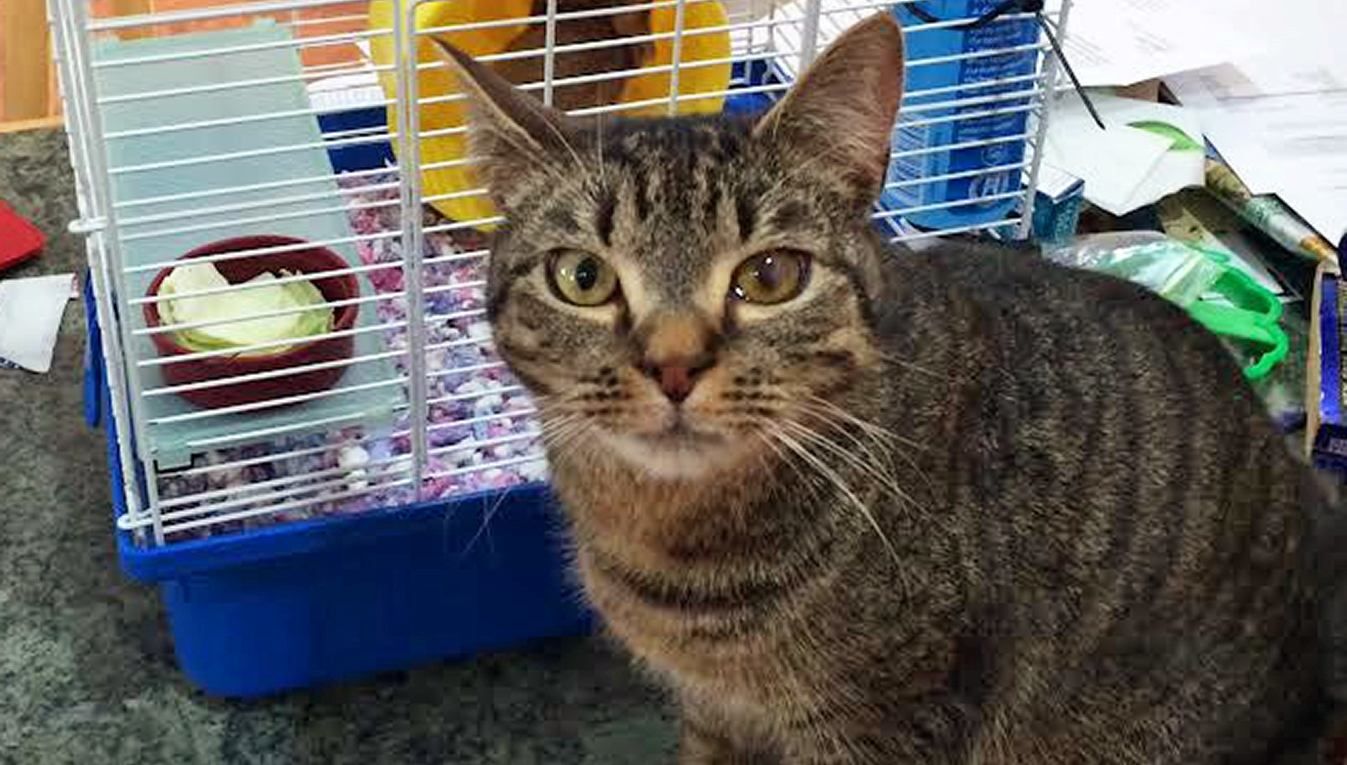 6 років та 2 тисячі кілометрів: як в США знайшли давно загубленого кота - Pets 6 років та 2 тисячі кілометрів: як в США знайшли давно загубленого кота - Pets