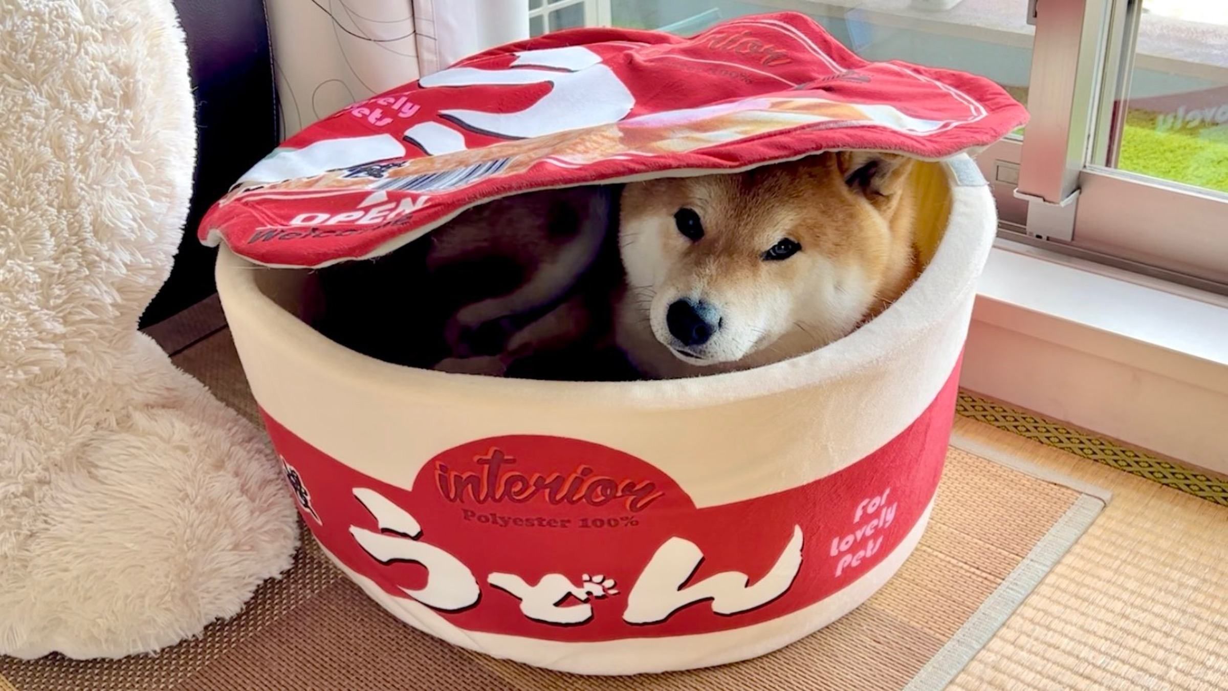 Хозяйка-волшебница: видео фокуса, что чрезвычайно поразил собаку - Pets Хозяйка-волшебница: видео фокуса, что чрезвычайно поразил собаку - Pets