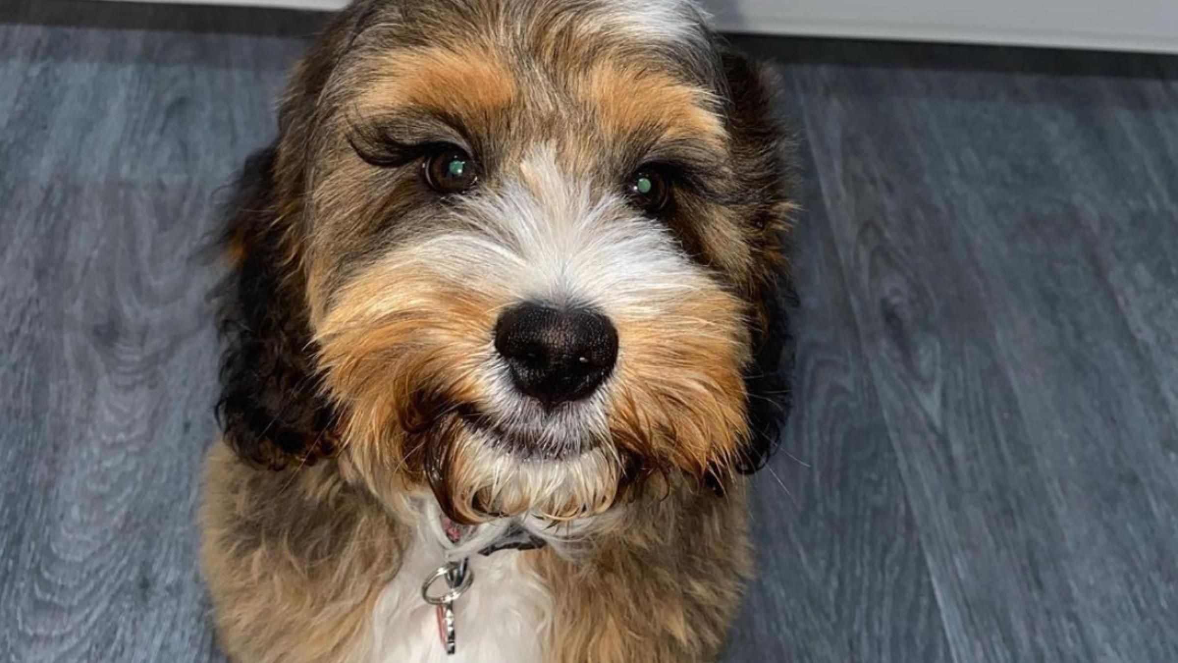 Словно наращенные: собака с длинными ресницами удивила соцсети - Pets