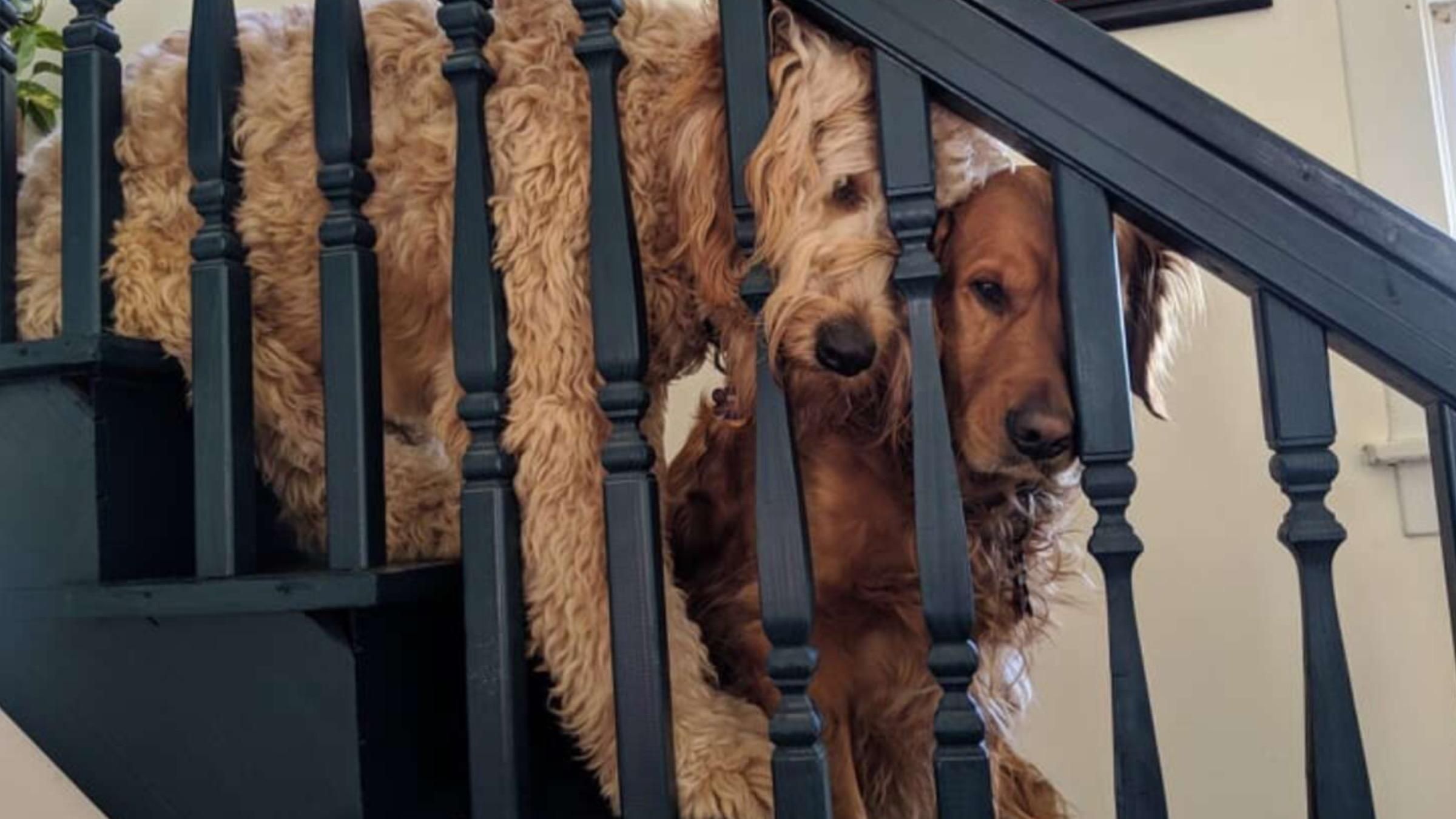 Четвероногий симулянт: как ревнивая собака привлекала внимание хозяев - Pets