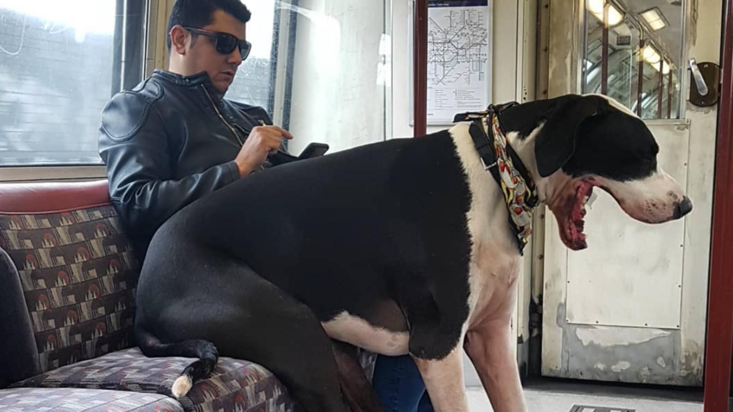 Їздить на мотоциклі та резервує столик: чим в Лондоні відомий собака Дієго - Pets Їздить на мотоциклі та резервує столик: чим в Лондоні відомий собака Дієго - Pets