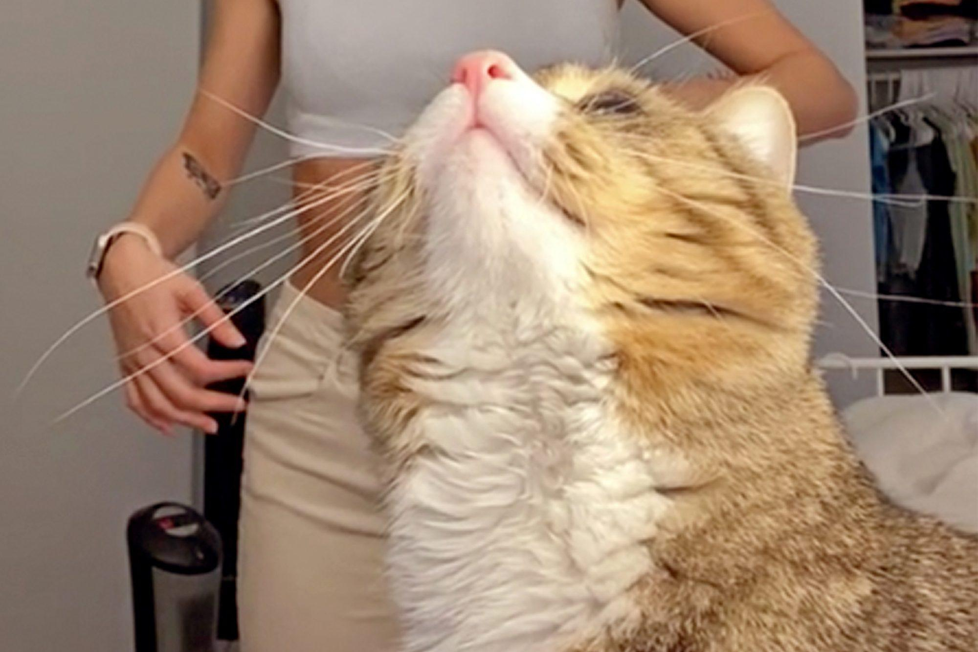 Кіт увірвався в ефір до власниці й зробив його ще веселіше: кумедне відео - Pets