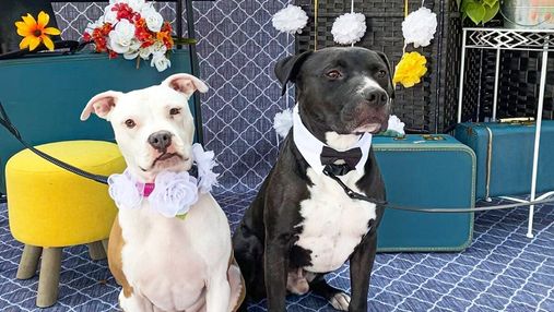 Одружили 160 пар собак: навіщо американка влаштувала грандіозне собаче весілля