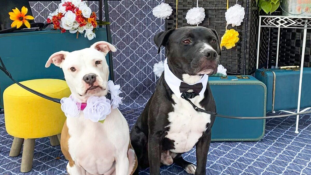 Одружили 160 пар собак: навіщо американка влаштувала грандіозне собаче весілля - Pets