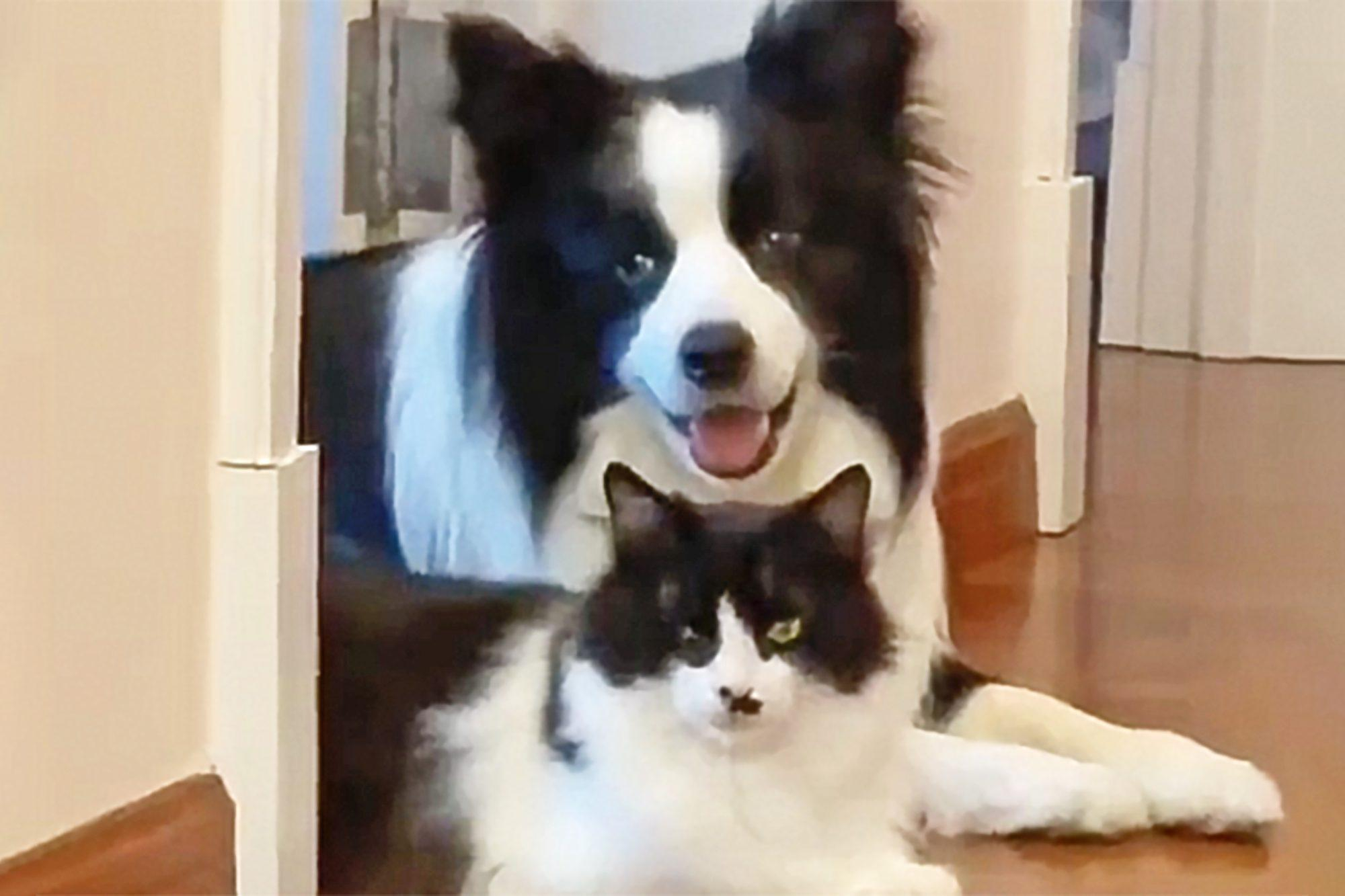 Собака та кіт виглядають так, ніби народилися близнюками: миле відео - Pets