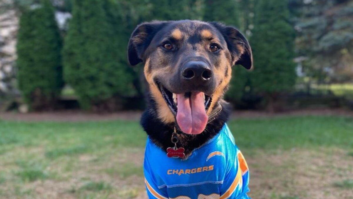 Грають в футбол або вболівають: користувачі мережі поділилися кумедними фото собак - Pets Грають в футбол або вболівають: користувачі мережі поділилися кумедними фото собак - Pets