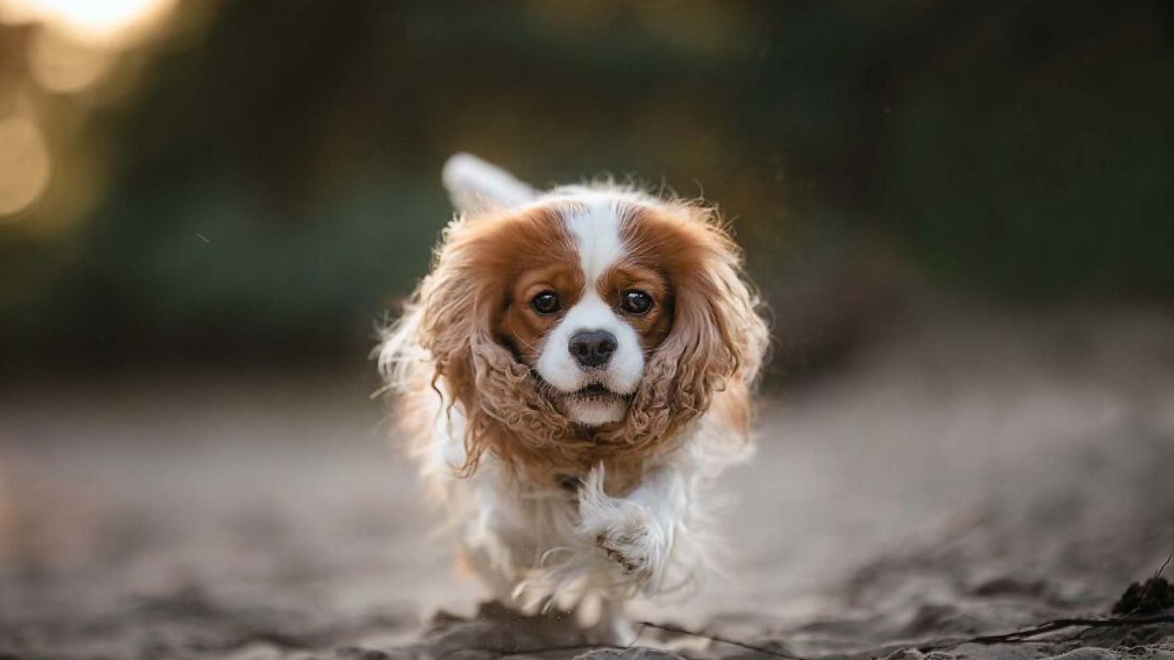 Как выглядят собаки во время бега: фотографии с неподдельной радостью - Pets