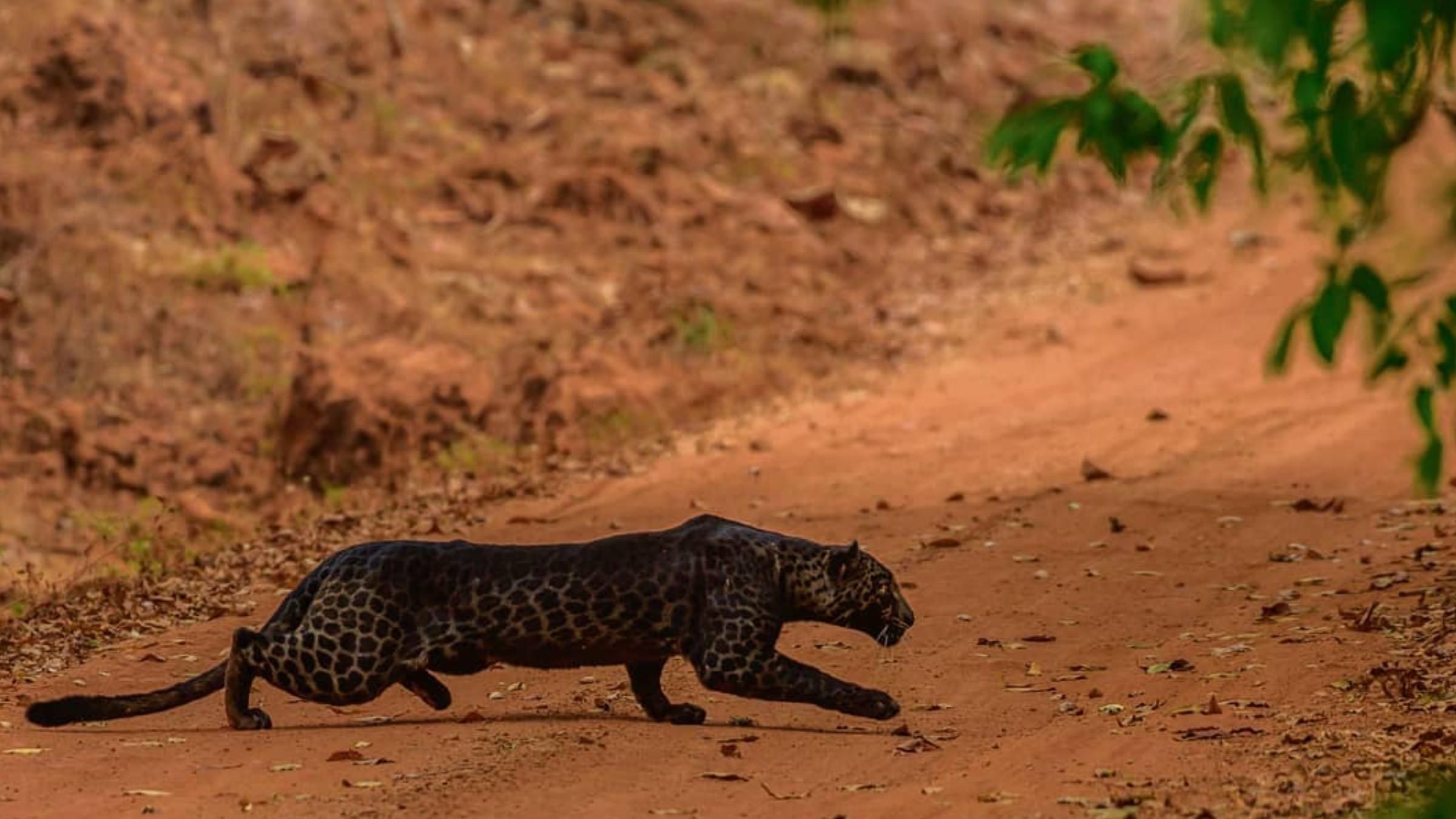 Уникальные кадры охоты черной пантеры: чем особенный ее редкий цвет - Pets Уникальные кадры охоты черной пантеры: чем особенный ее редкий цвет - Pets