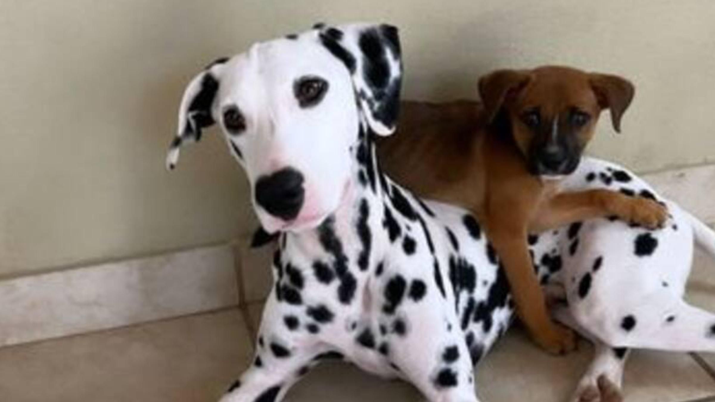Нашел и помог: как далматинец спас брошенного щенка - Pets Нашел и помог: как далматинец спас брошенного щенка - Pets
