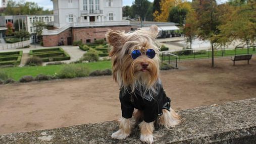 Собака, який любить стильно одягатися: фото незвичайних вбрань