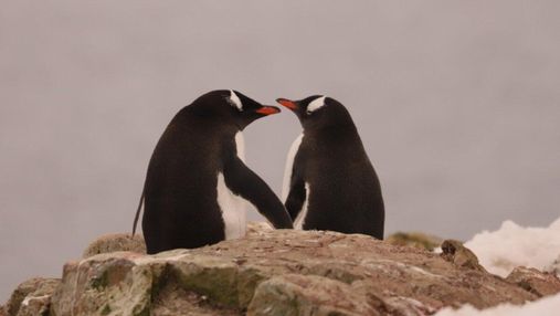Влюбленные пингвины: украинские полярники сделали невероятные фото птиц в Антарктиде