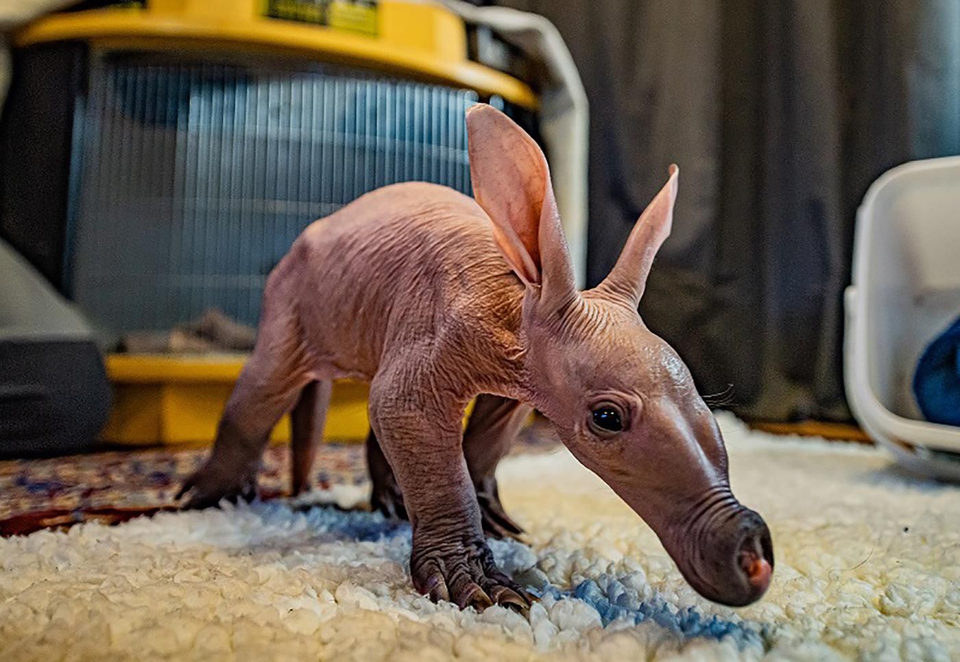 В Великобритании родился удивительный зверь трубкозуб: как он выглядит - Pets