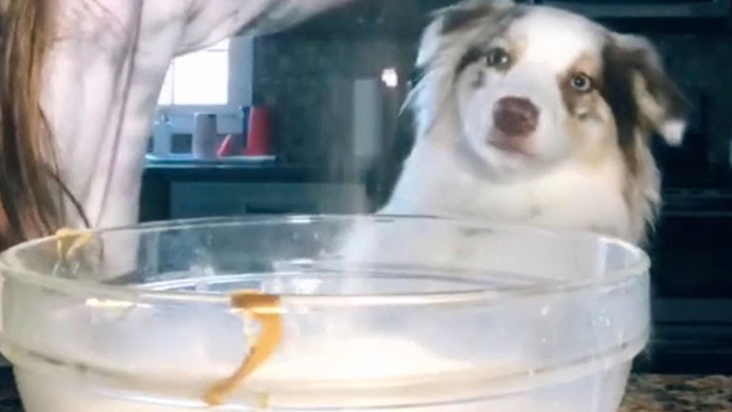 Перевіряє всі інгредієнти: кумедне відео з собакою, який любить готувати - Pets