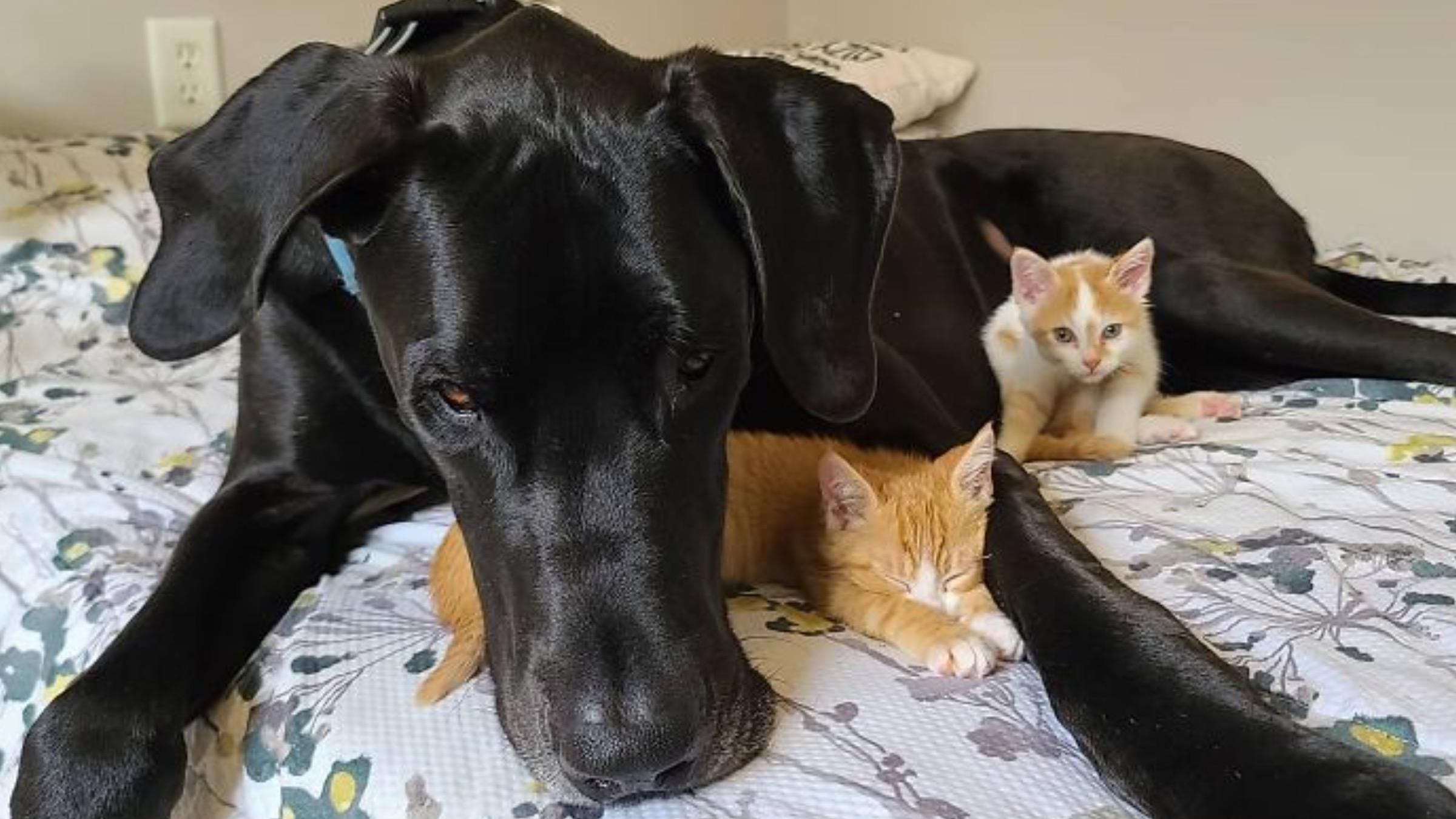 Собака стала отцом для котят: трогательные фотографии заботы четырехлапого - Pets