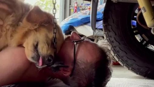 Заповз під машину, щоб обійняти господаря: відео вчинку собаки