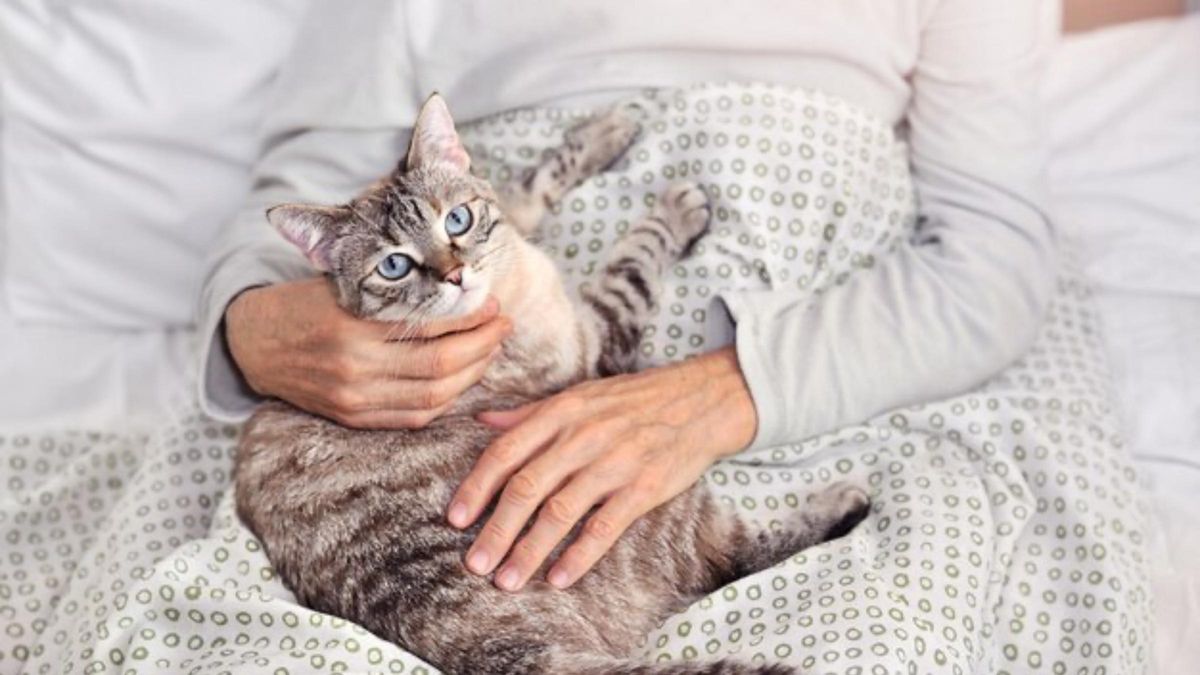 Чому коти сплять на людях - Pets