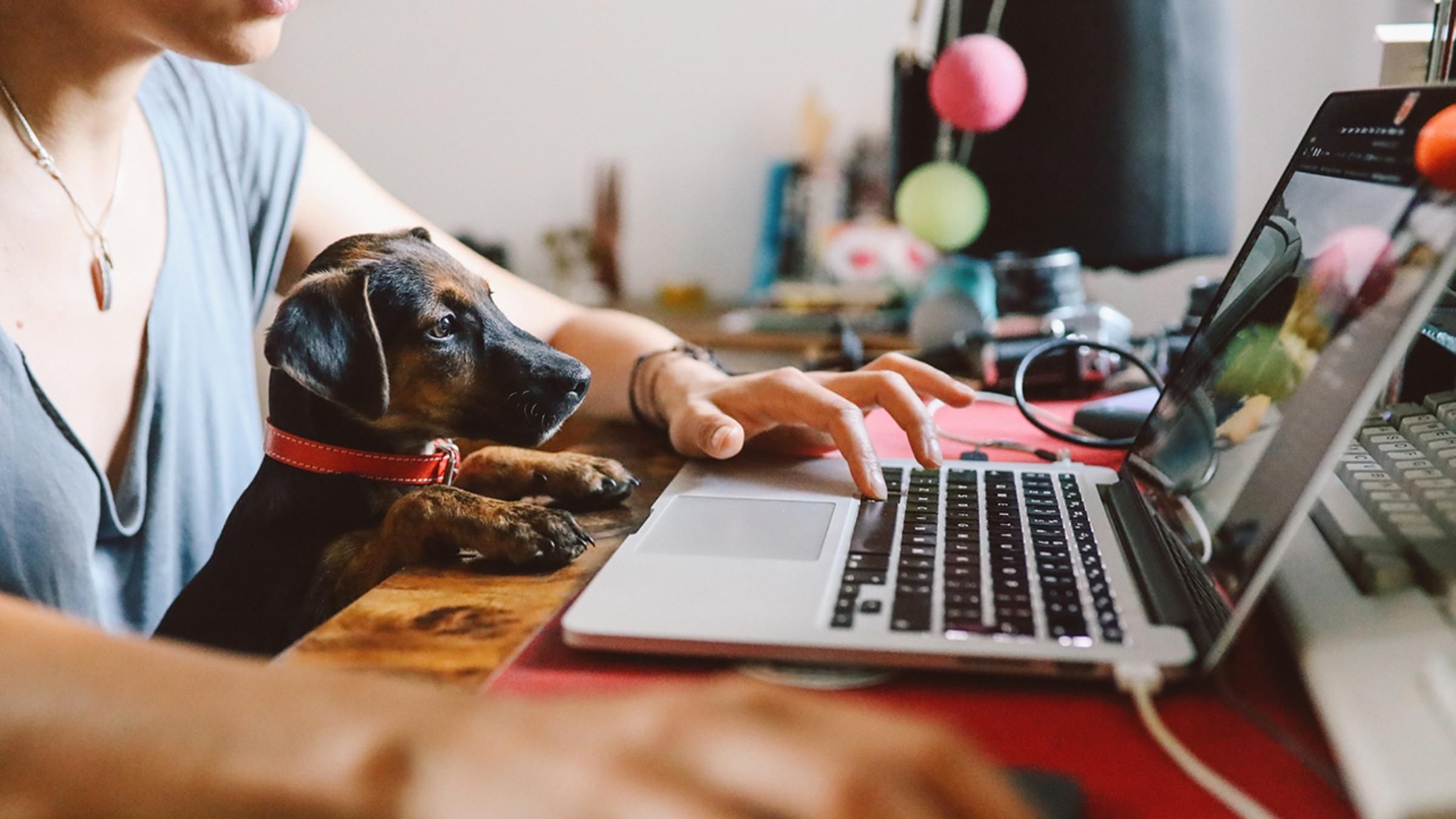 Собака-секретар: як цуценя допомагає господарю працювати в офісі - Pets
