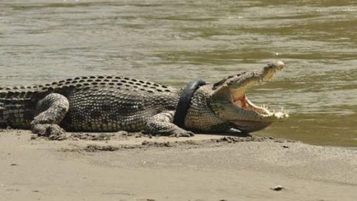 В Индонезии чудом спасли крокодила, который 5 лет прожил с шиной на шее