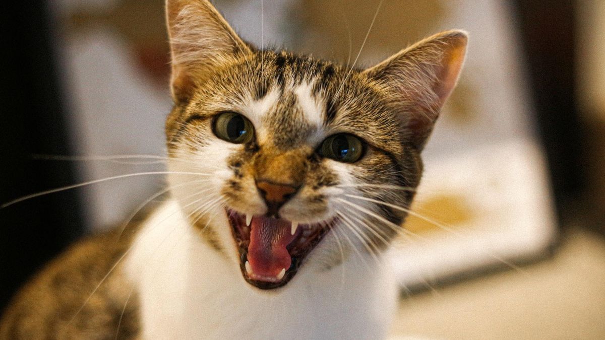 Вигинають спину та голосно "розмовляють": у чому причини дивної поведінки котів - Pets
