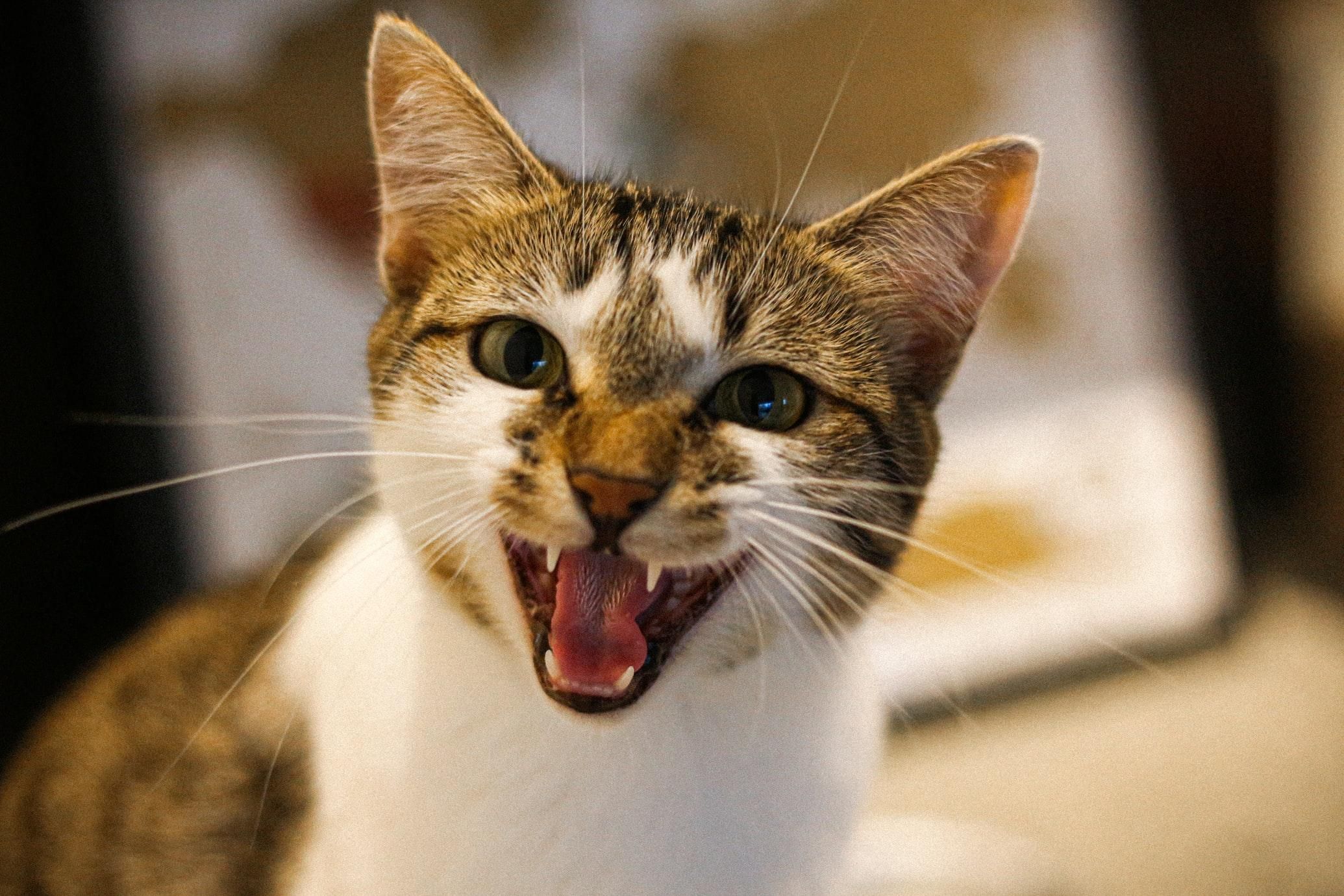 Выгибают спину и громко "разговаривают": в чем причины странного поведения кошек - Pets