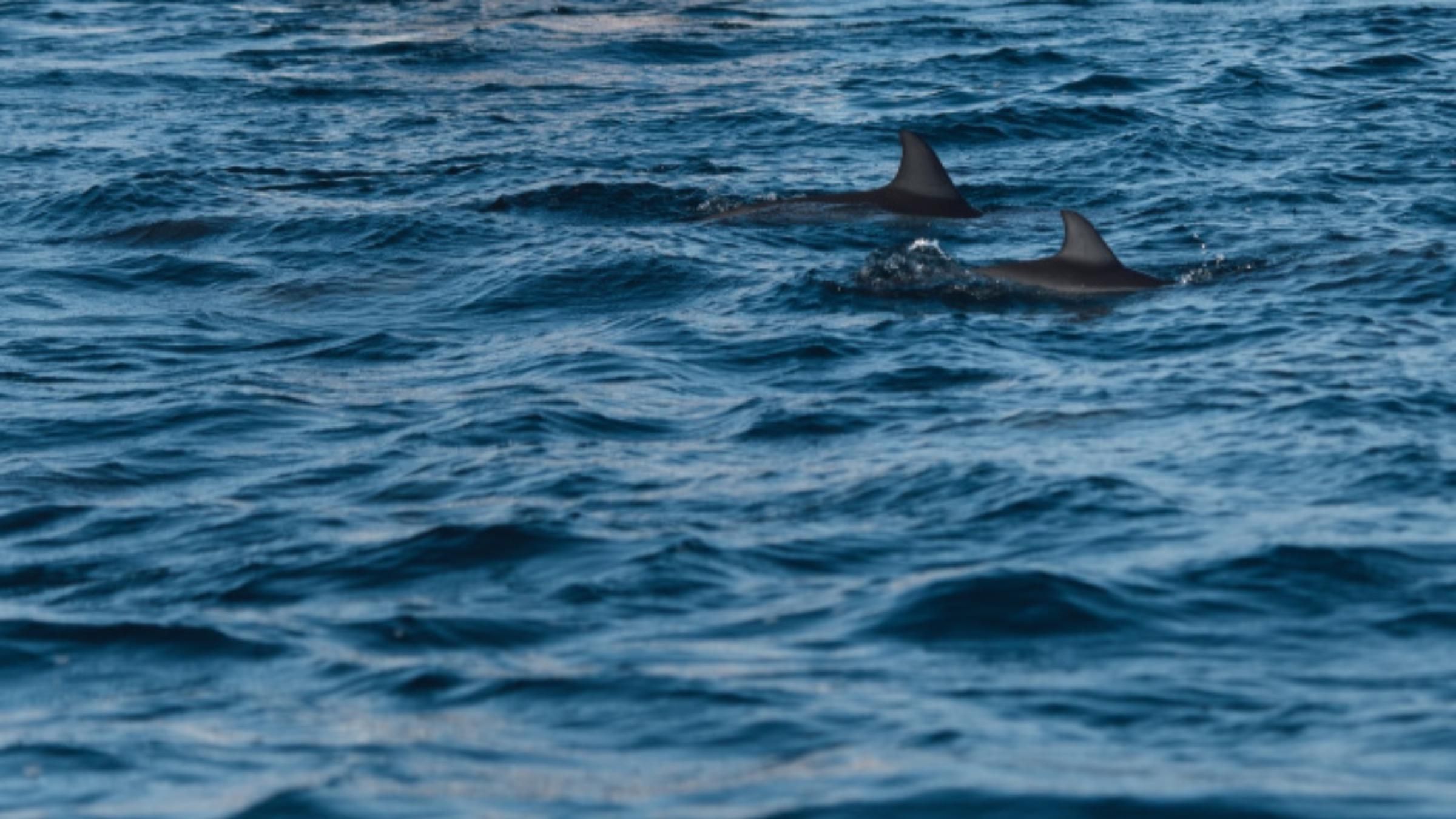 Дельфіни гойдаються на хвилях, яке створило судно: відео українських полярників - Pets