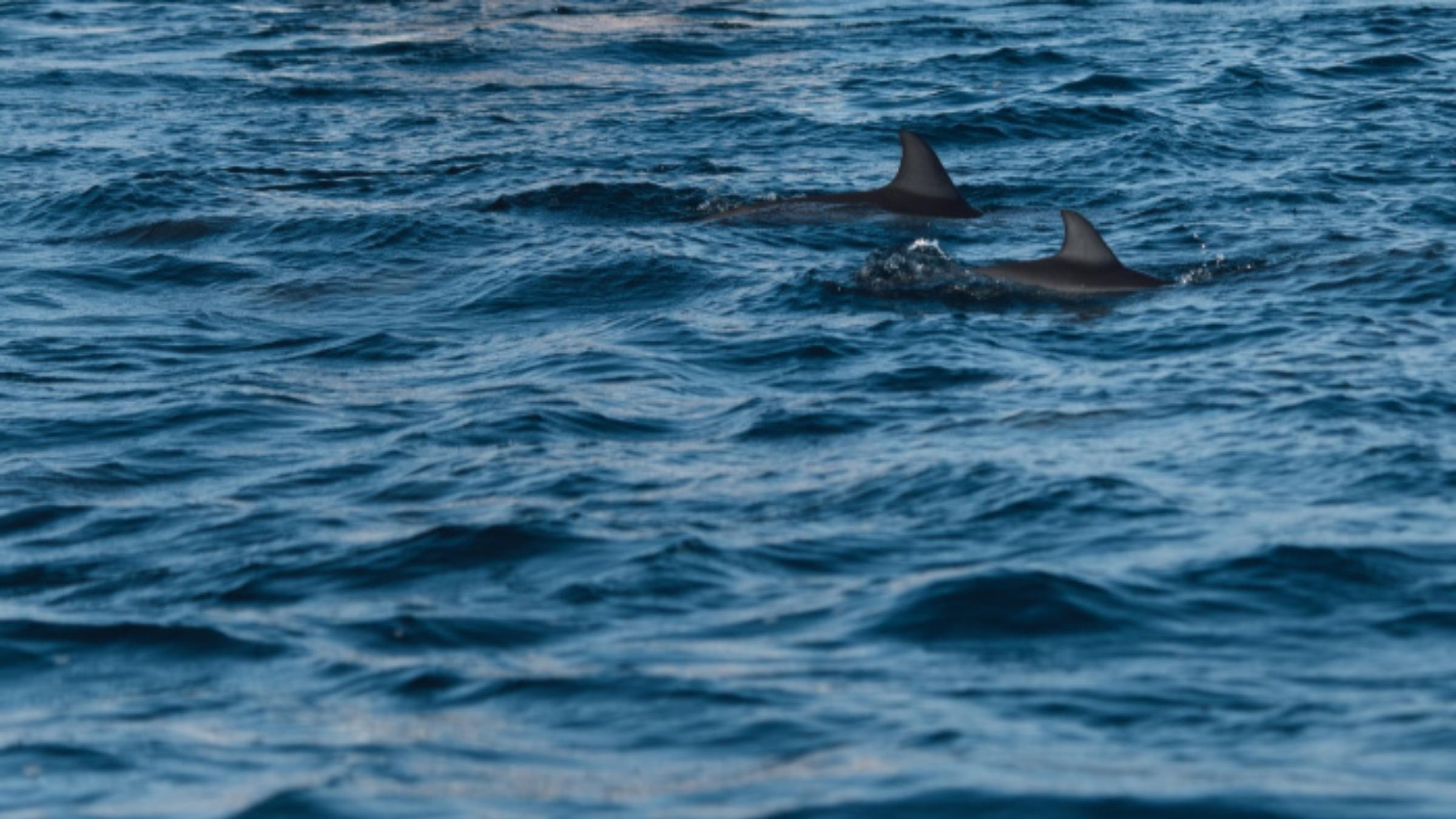 Дельфины качаются на волнах, созданных судном: видео украинских полярников - Pets