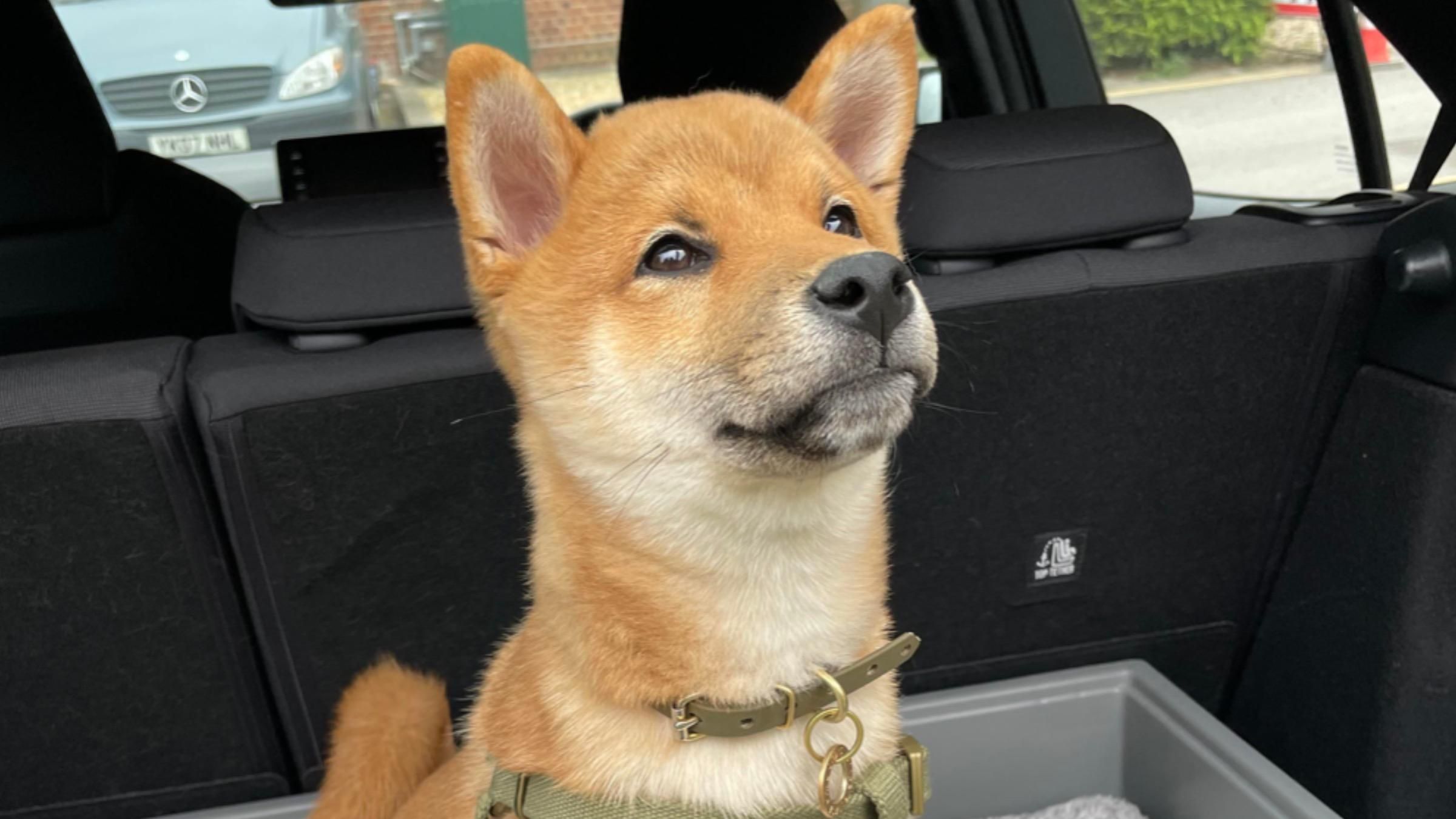 Хотела вскочить на подоконник, но застряла: забавная собака развеселила пользователей соцсетей - Pets Хотела вскочить на подоконник, но застряла: забавная собака развеселила пользователей соцсетей - Pets