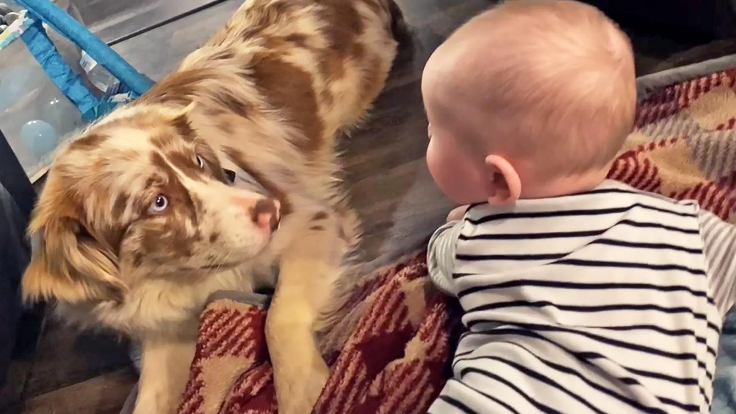 Сбежал во время прогулки: младенец помог вернуть домой пропавшую собаку - Pets Сбежал во время прогулки: младенец помог вернуть домой пропавшую собаку - Pets