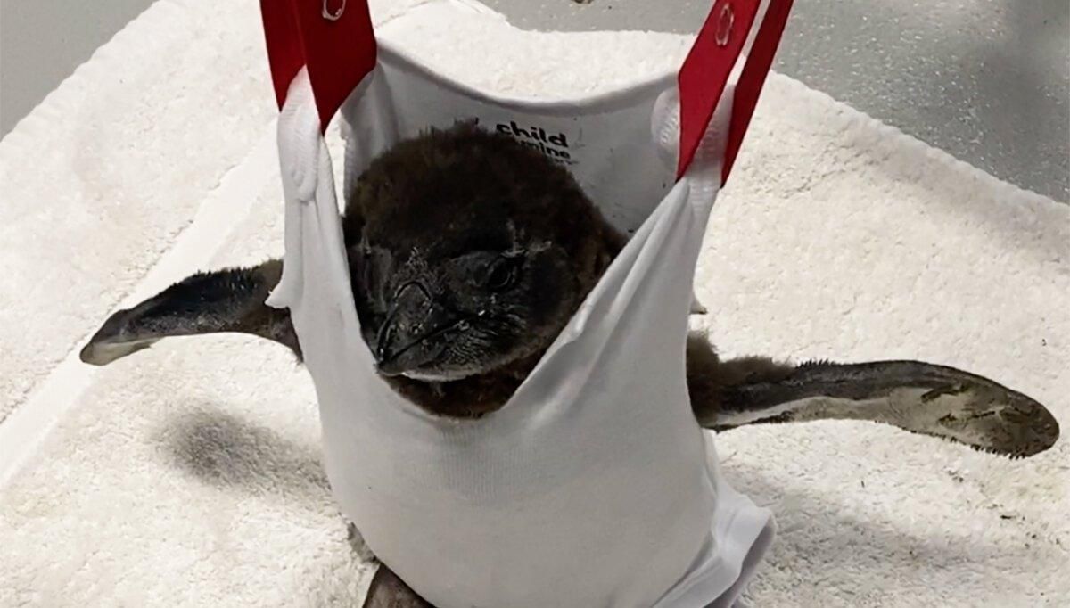 2 года водили в "ходунках": как в аквариуме спасли неподвижного пингвиненка - Pets 2 года водили в "ходунках": как в аквариуме спасли неподвижного пингвиненка - Pets