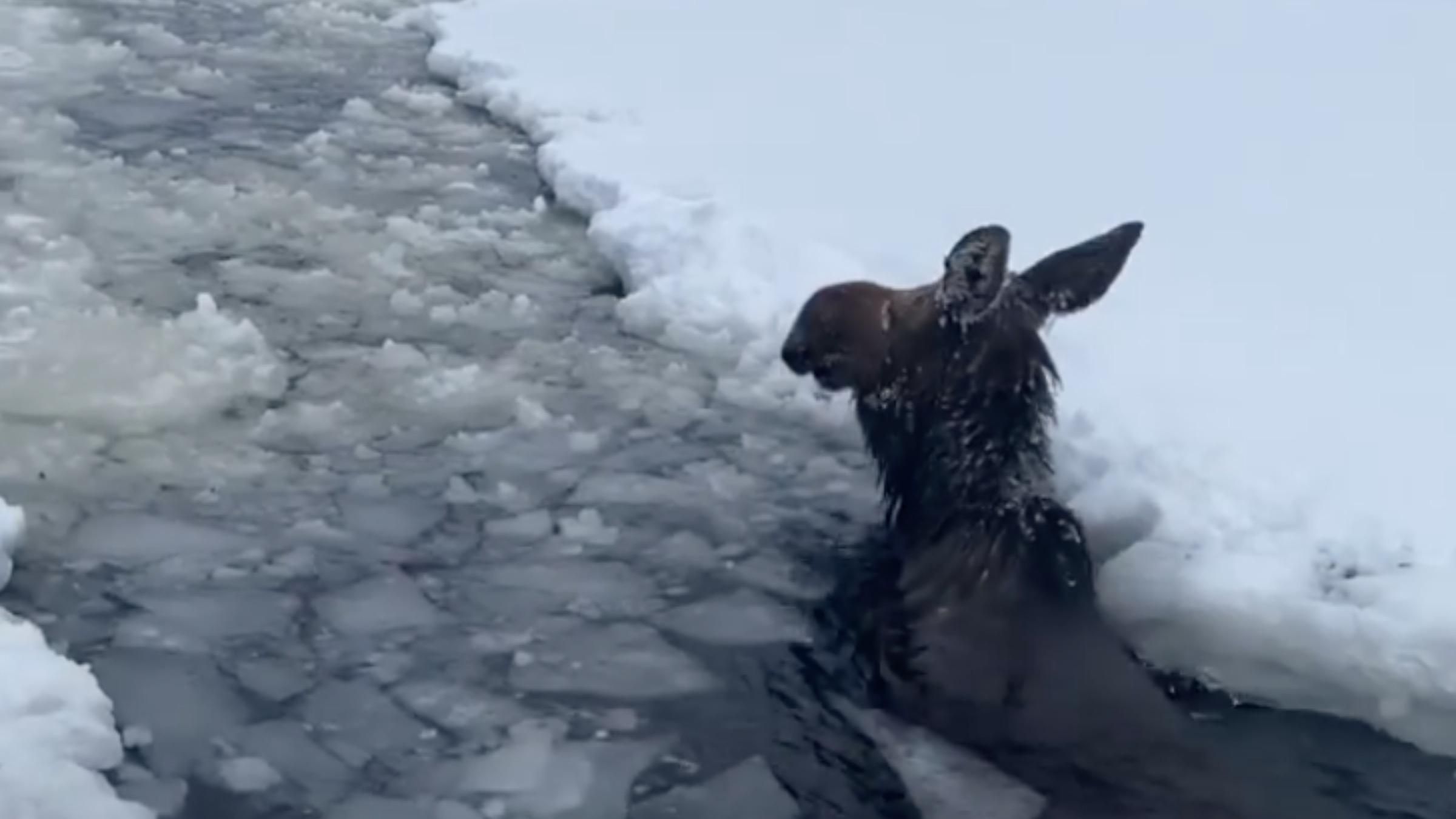 Опинився у льодяній пастці: відео порятунку лося, який застряг в озері - Pets