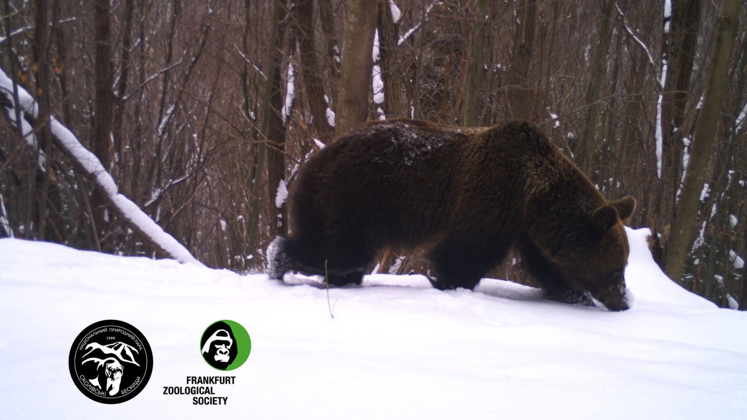 У "Сколівських Бескидах" прокинулися ведмеді: фото прогулянки клишоногого - Pets