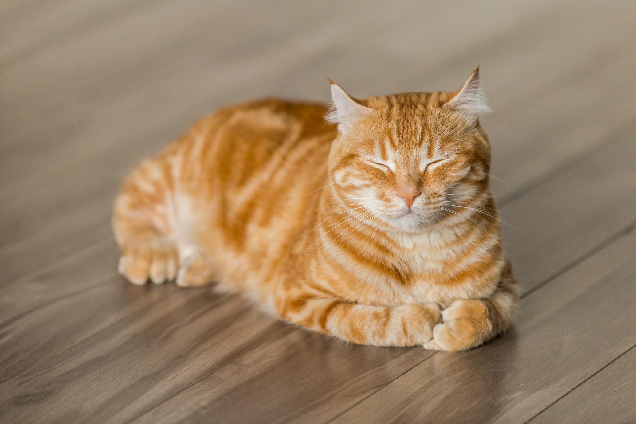 В Європі святкують День кота: дізнайтеся про 5 кумедних звичок пухнастиків - Pets