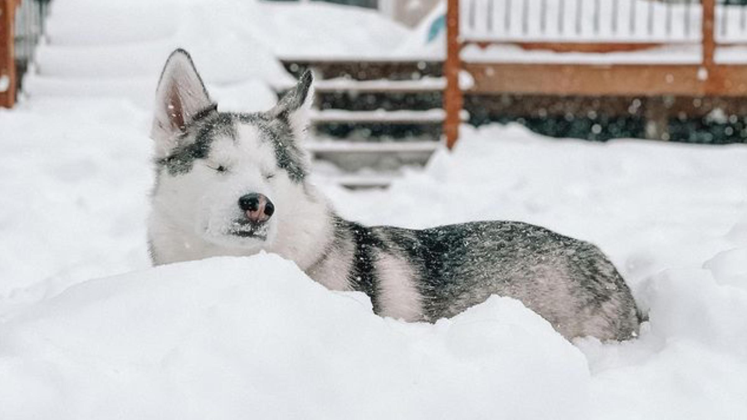 Не может видеть, однако чувствует: слепая собака любит играть в снегу - Pets