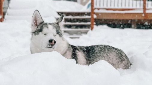 Не может видеть, однако чувствует: слепая собака любит играть в снегу