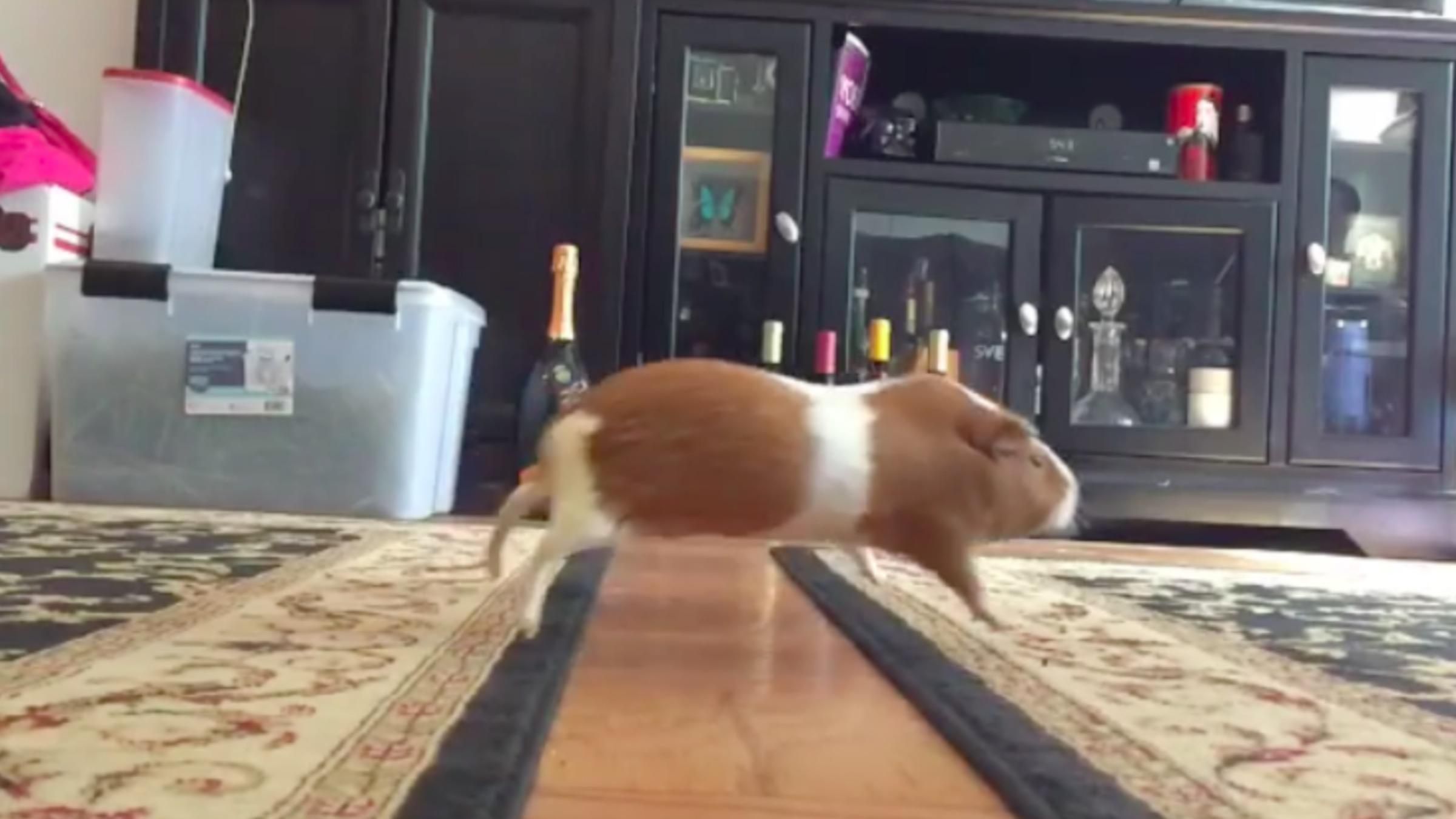 "Осторожно, лава": видео забавных игр морских свинок - Pets "Осторожно, лава": видео забавных игр морских свинок - Pets