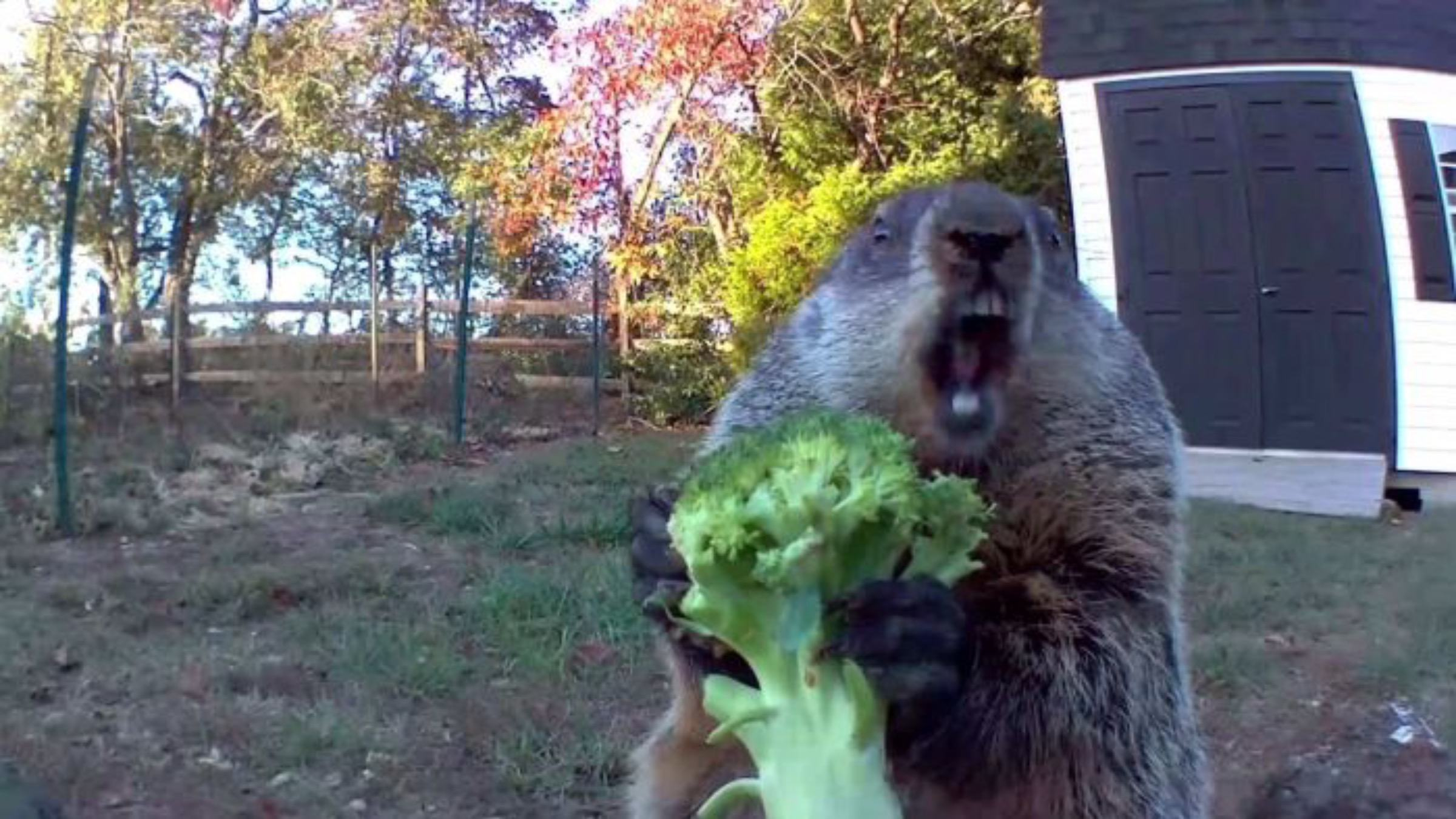 Наймиліший крадій: відео гризуна, що краде овочі з городу - Pets