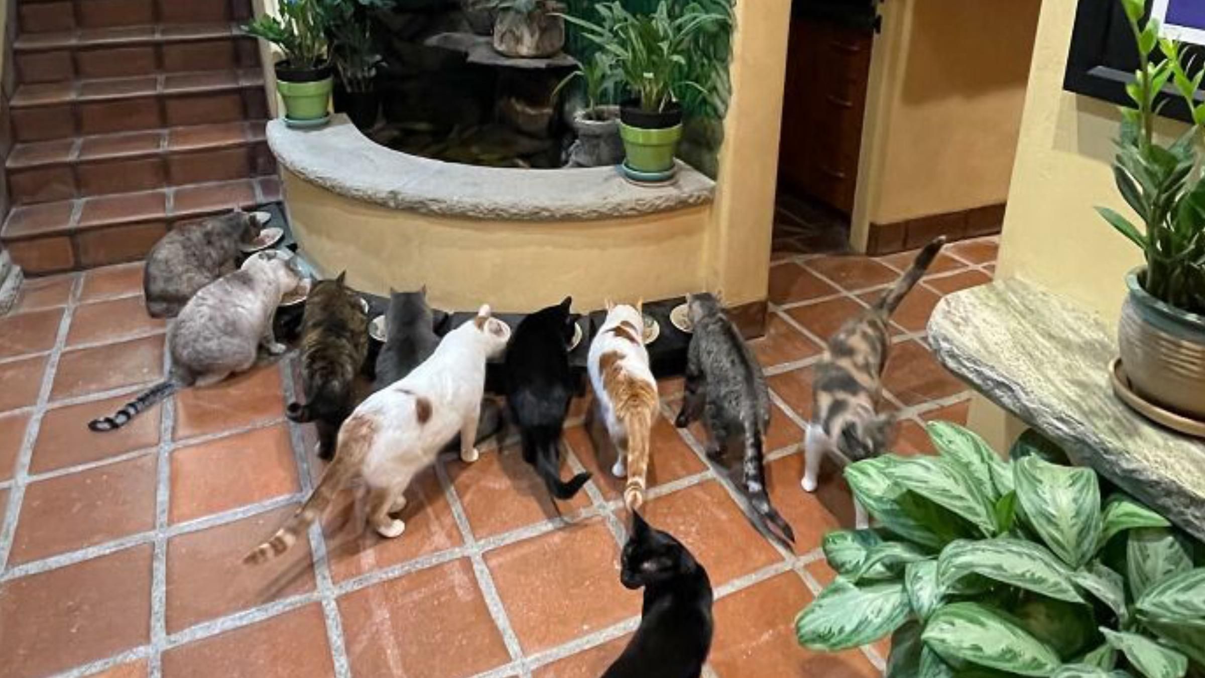 Драбинки, колеса для бігу та трішки місця для господаря: фото та відео великого котячого дому - Pets Драбинки, колеса для бігу та трішки місця для господаря: фото та відео великого котячого дому - Pets