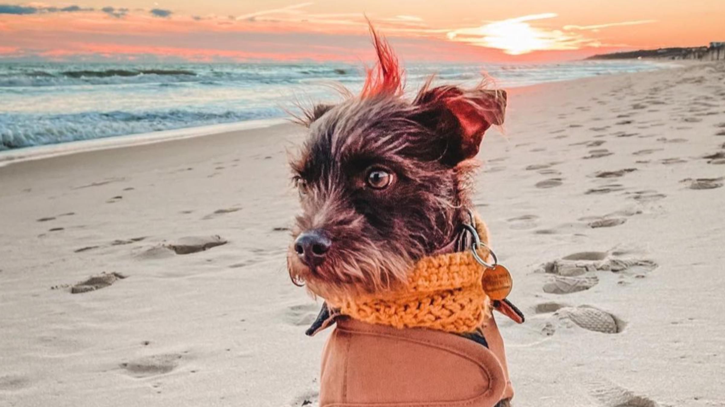 Как собаку научили "говорить": видео общения с хозяевами - Pets Как собаку научили "говорить": видео общения с хозяевами - Pets