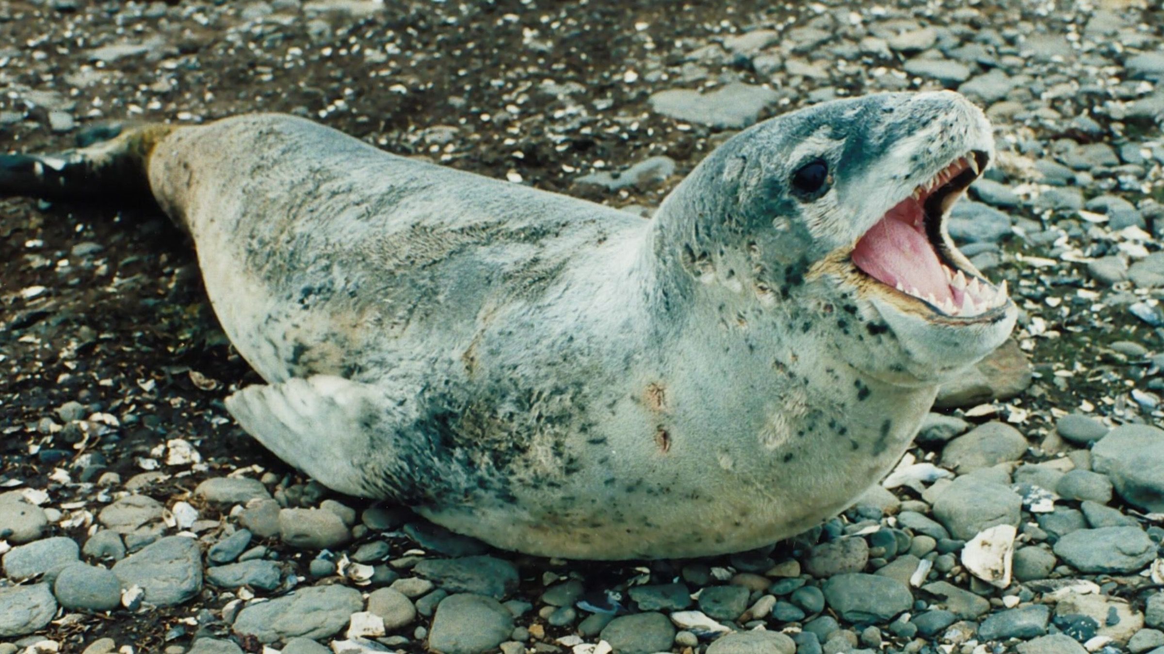 Морской хищник: какого зверя встретили украинские полярники - Pets