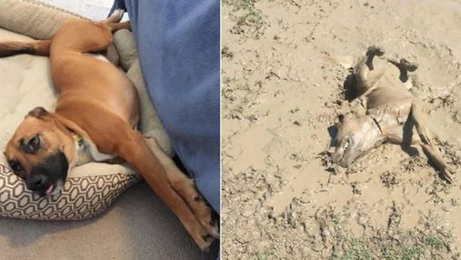 До и после: фотографии испачканных собак, которые вернулись с прогулки