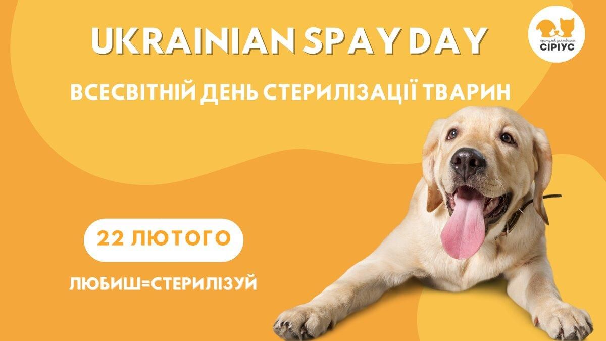 "Любиш = Стерилізуй": де в Києві можна буде безкоштовно зробити операцію улюбленцю - Pets